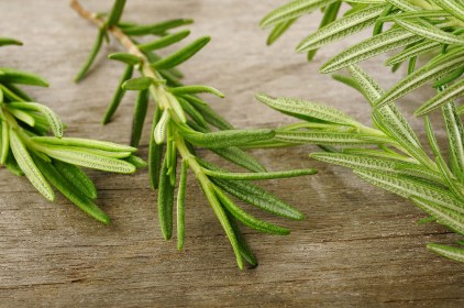 Rosemary Sprig
